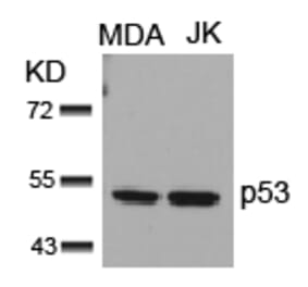 Western blot - p53 (Ab-15) Antibody from Signalway Antibody (21085) - Antibodies.com