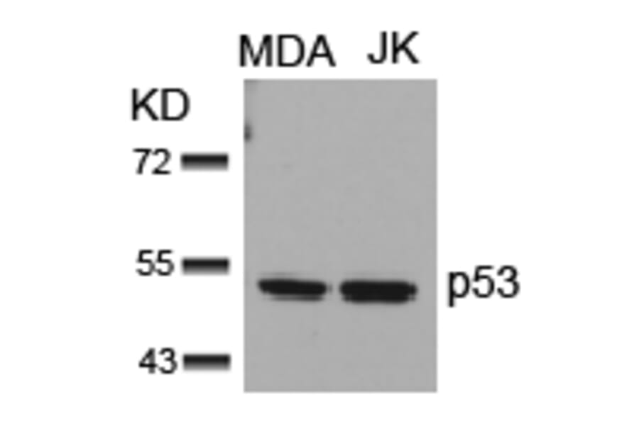 Western blot - p53 (Ab-15) Antibody from Signalway Antibody (21085) - Antibodies.com