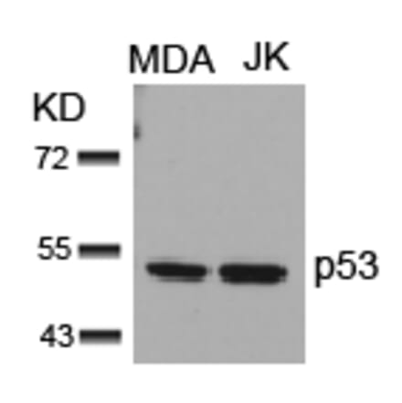 Western blot - p53 (Ab-15) Antibody from Signalway Antibody (21085) - Antibodies.com