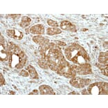 Immunohistochemistry - V-ATPase H antibody from Signalway Antibody (22086) - Antibodies.com