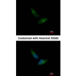 Immunofluorescence - V-ATPase H antibody from Signalway Antibody (22086) - Antibodies.com
