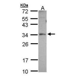 Peroxin 26 antibody from Signalway Antibody (22179) - Antibodies.com