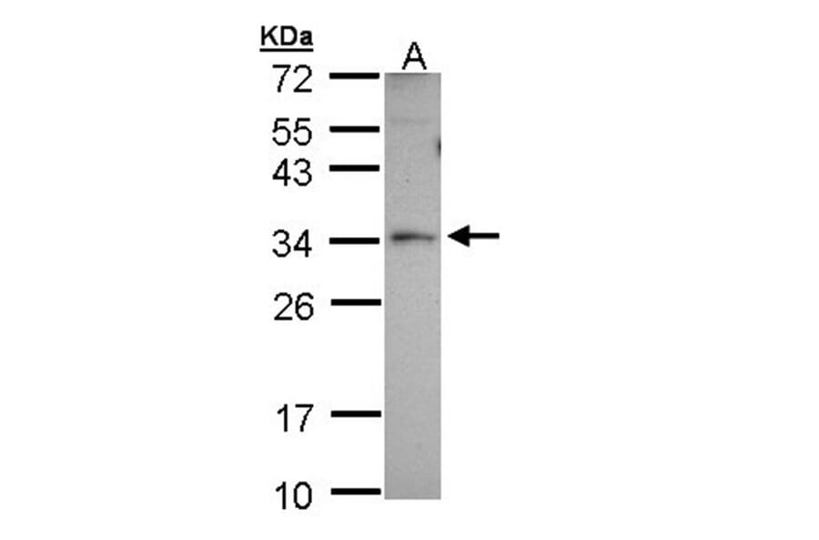 Peroxin 26 antibody from Signalway Antibody (22179) - Antibodies.com