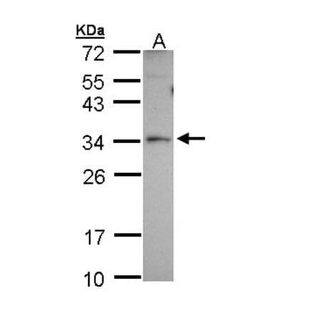 Peroxin 26 antibody from Signalway Antibody (22179) - Antibodies.com