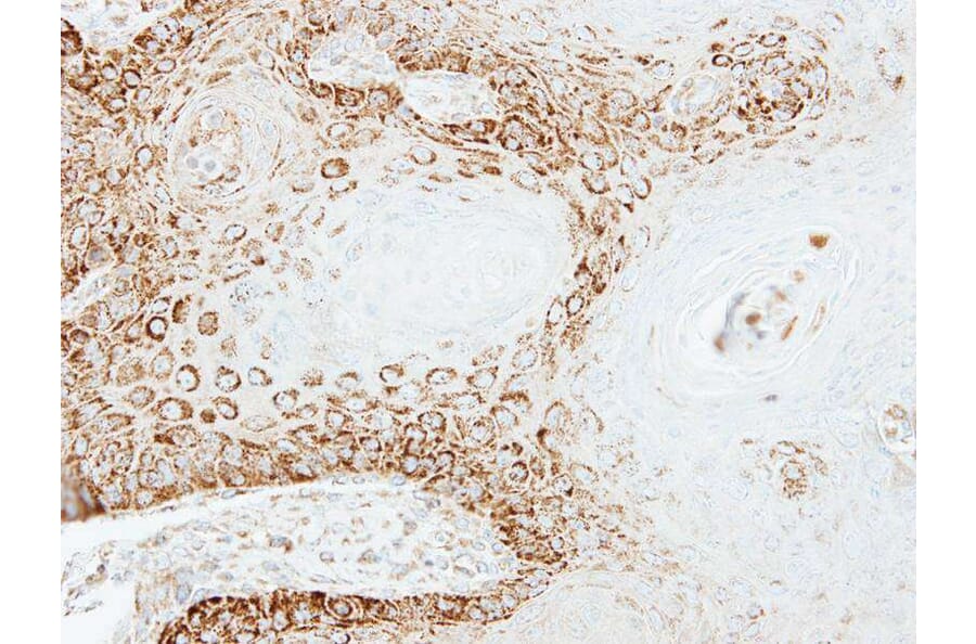 Immunohistochemistry - Peroxin 26 antibody from Signalway Antibody (22179) - Antibodies.com