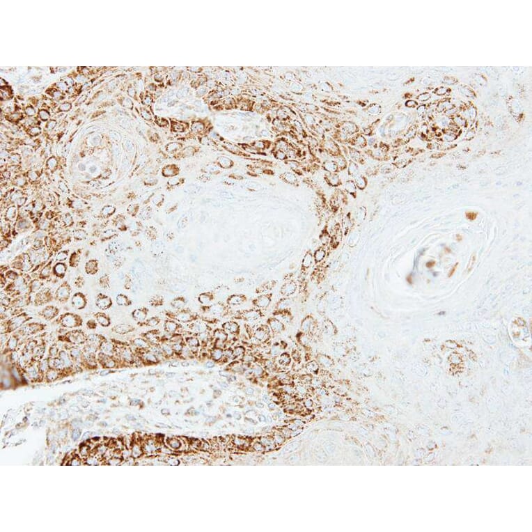 Immunohistochemistry - Peroxin 26 antibody from Signalway Antibody (22179) - Antibodies.com