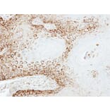 Immunohistochemistry - Peroxin 26 antibody from Signalway Antibody (22179) - Antibodies.com