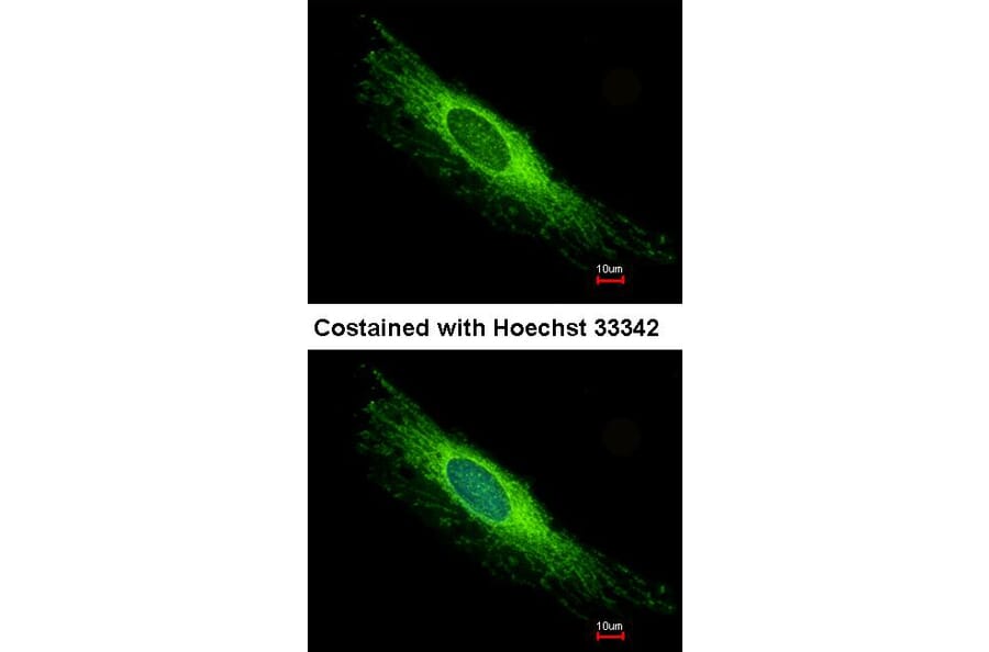 Immunofluorescence - Peroxin 26 antibody from Signalway Antibody (22179) - Antibodies.com