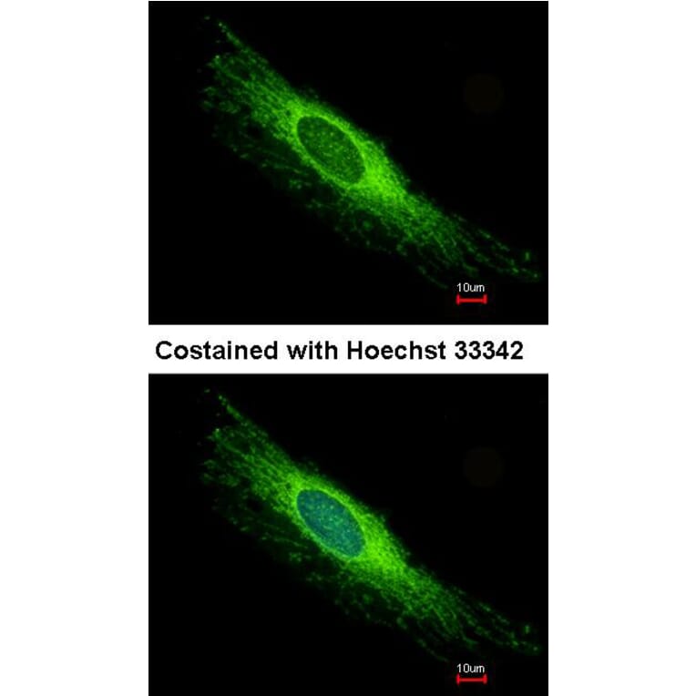 Immunofluorescence - Peroxin 26 antibody from Signalway Antibody (22179) - Antibodies.com