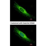 Immunofluorescence - Peroxin 26 antibody from Signalway Antibody (22179) - Antibodies.com