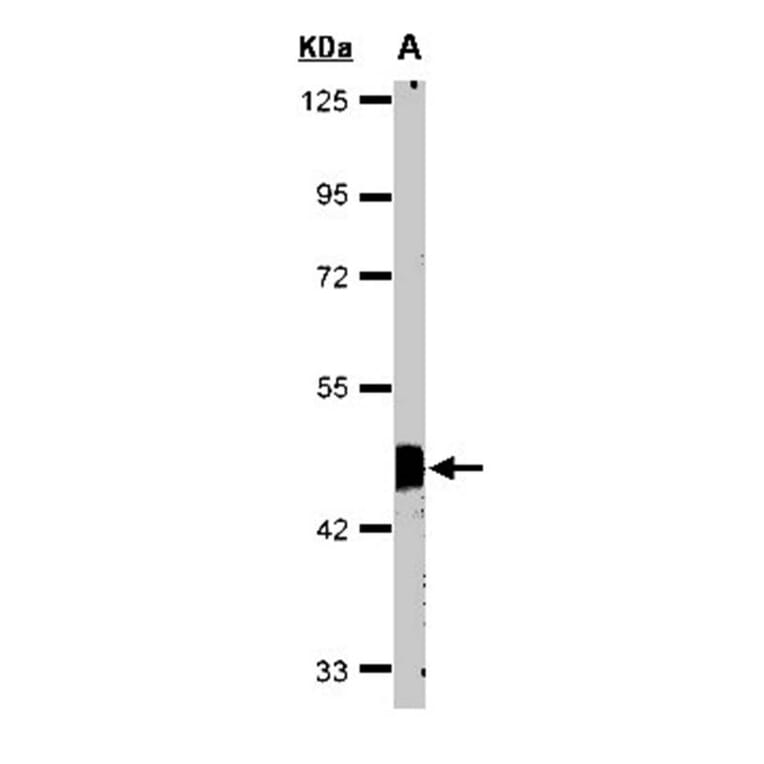Flotillin-2 antibody from Signalway Antibody (22214) - Antibodies.com