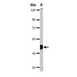 Flotillin-2 antibody from Signalway Antibody (22214) - Antibodies.com