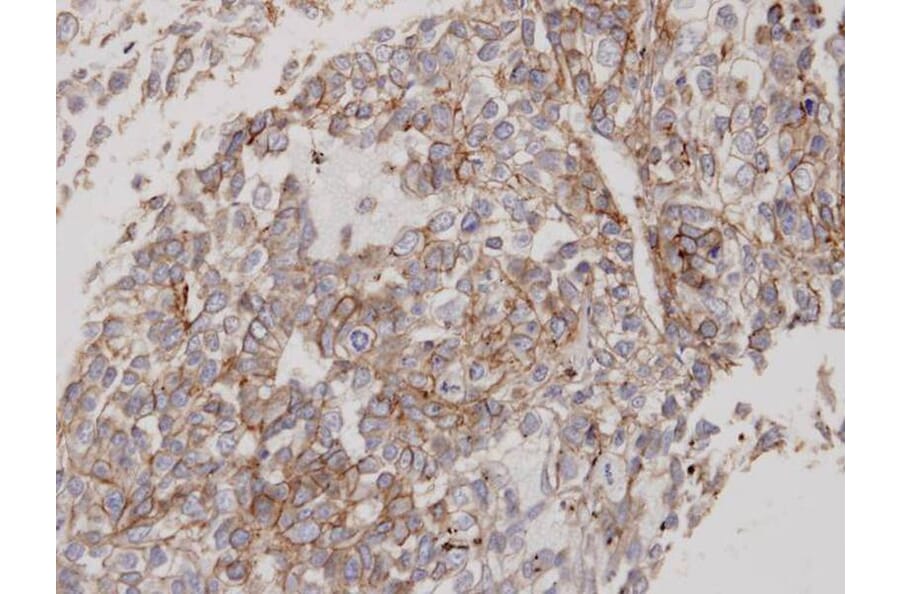Immunohistochemistry - Flotillin-2 antibody from Signalway Antibody (22214) - Antibodies.com