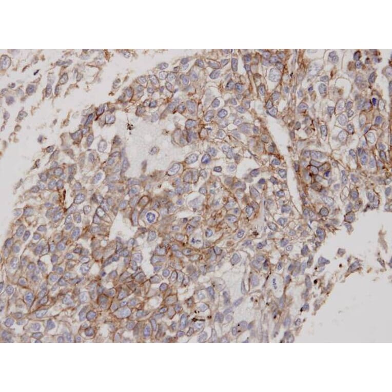 Immunohistochemistry - Flotillin-2 antibody from Signalway Antibody (22214) - Antibodies.com