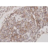Immunohistochemistry - Flotillin-2 antibody from Signalway Antibody (22214) - Antibodies.com