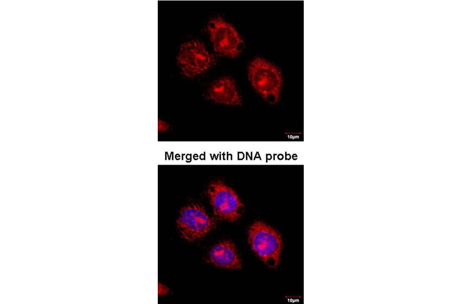 Immunofluorescence - Flotillin-2 antibody from Signalway Antibody (22214) - Antibodies.com