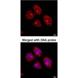 Immunofluorescence - Flotillin-2 antibody from Signalway Antibody (22214) - Antibodies.com