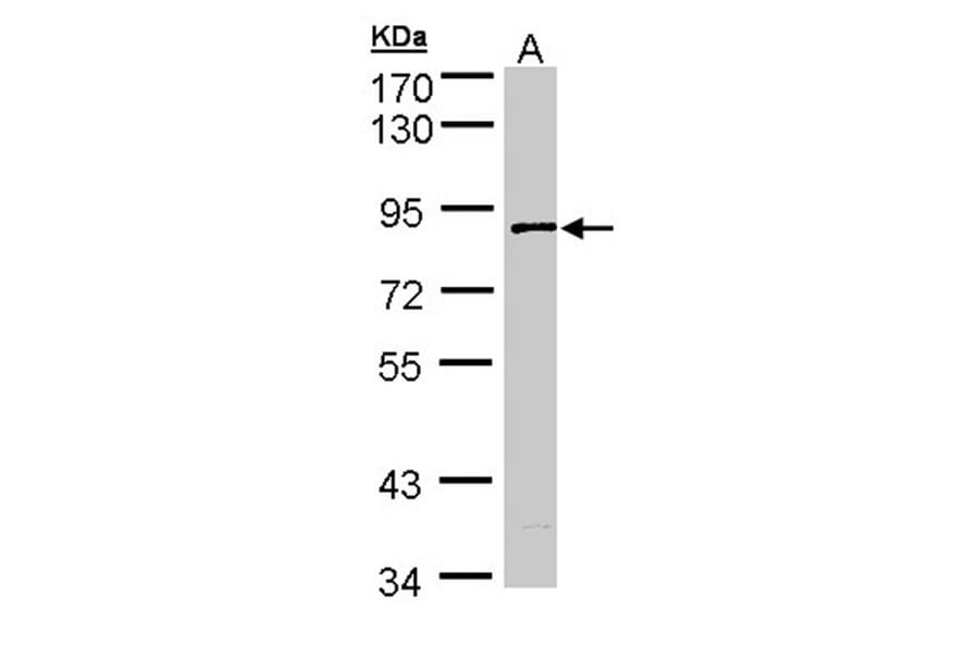SCY1 like 3 antibody from Signalway Antibody (22300) - Antibodies.com