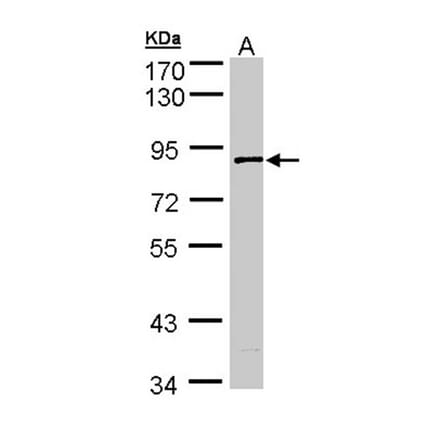 SCY1 like 3 antibody from Signalway Antibody (22300) - Antibodies.com