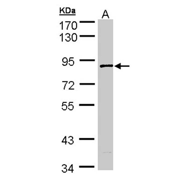 SCY1 like 3 antibody from Signalway Antibody (22300) - Antibodies.com