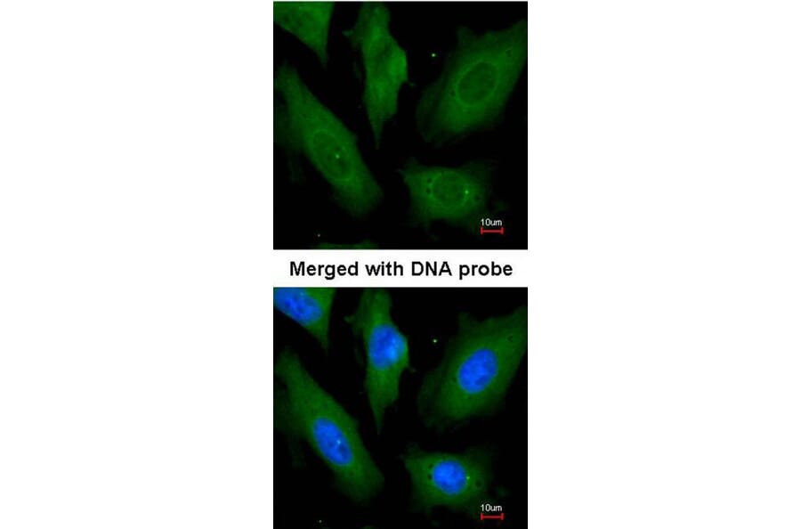 Immunofluorescence - SCY1 like 3 antibody from Signalway Antibody (22300) - Antibodies.com