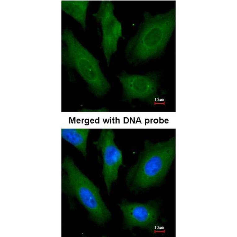 Immunofluorescence - SCY1 like 3 antibody from Signalway Antibody (22300) - Antibodies.com
