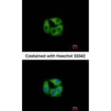 Immunofluorescence - PCCase beta antibody from Signalway Antibody (22519) - Antibodies.com