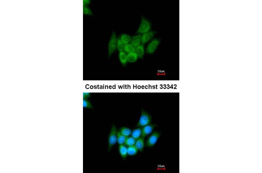 Immunofluorescence - Angiotensin antibody from Signalway Antibody (22961) - Antibodies.com
