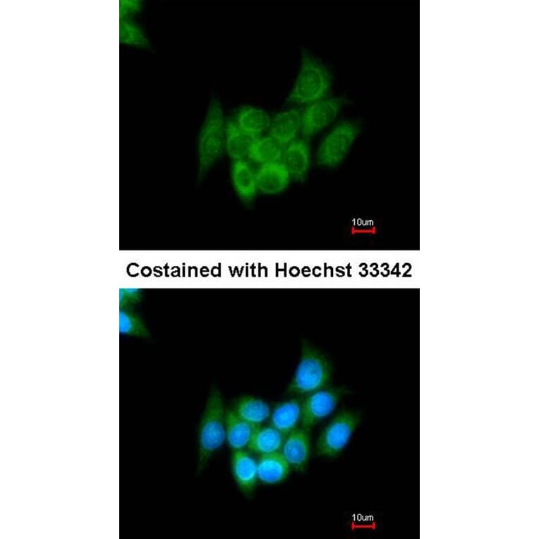 Immunofluorescence - Angiotensin antibody from Signalway Antibody (22961) - Antibodies.com