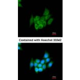 Immunofluorescence - Angiotensin antibody from Signalway Antibody (22961) - Antibodies.com