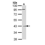 Haptoglobin antibody from Signalway Antibody (23016) - Antibodies.com