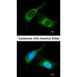 Immunofluorescence - Haptoglobin antibody from Signalway Antibody (23016) - Antibodies.com