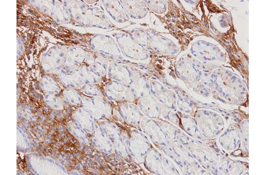 Immunohistochemistry - Haptoglobin antibody from Signalway Antibody (23017) - Antibodies.com