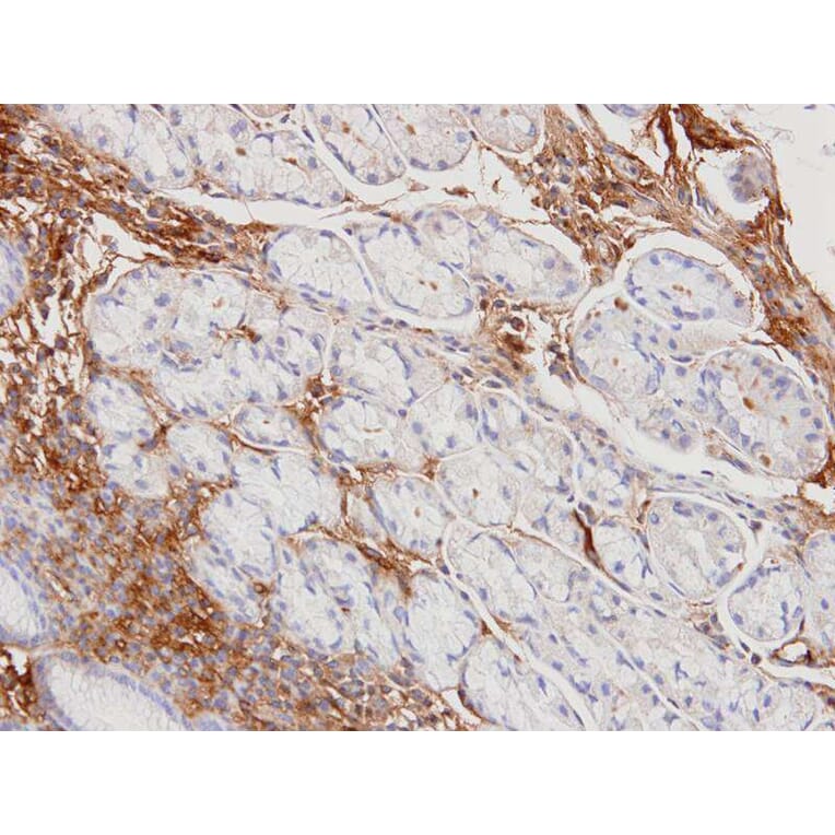 Immunohistochemistry - Haptoglobin antibody from Signalway Antibody (23017) - Antibodies.com