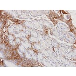 Immunohistochemistry - Haptoglobin antibody from Signalway Antibody (23017) - Antibodies.com