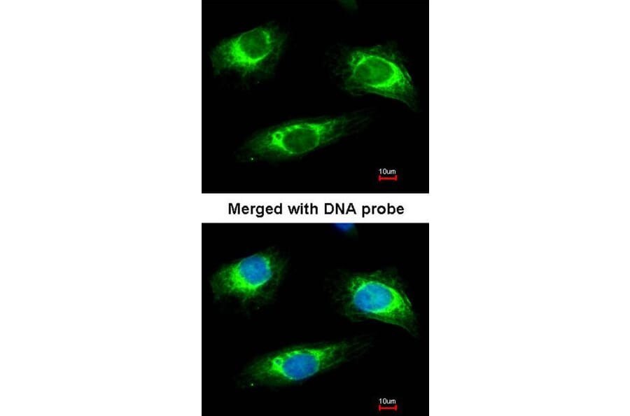 Immunofluorescence - Haptoglobin antibody from Signalway Antibody (23017) - Antibodies.com