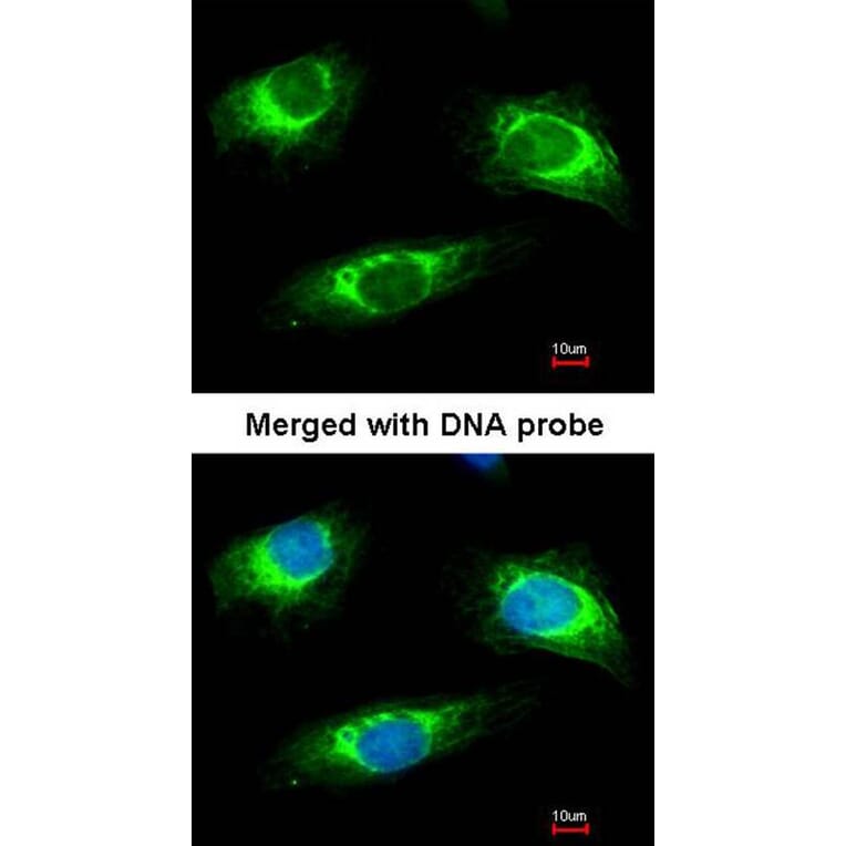 Immunofluorescence - Haptoglobin antibody from Signalway Antibody (23017) - Antibodies.com