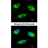 Immunofluorescence - Haptoglobin antibody from Signalway Antibody (23017) - Antibodies.com