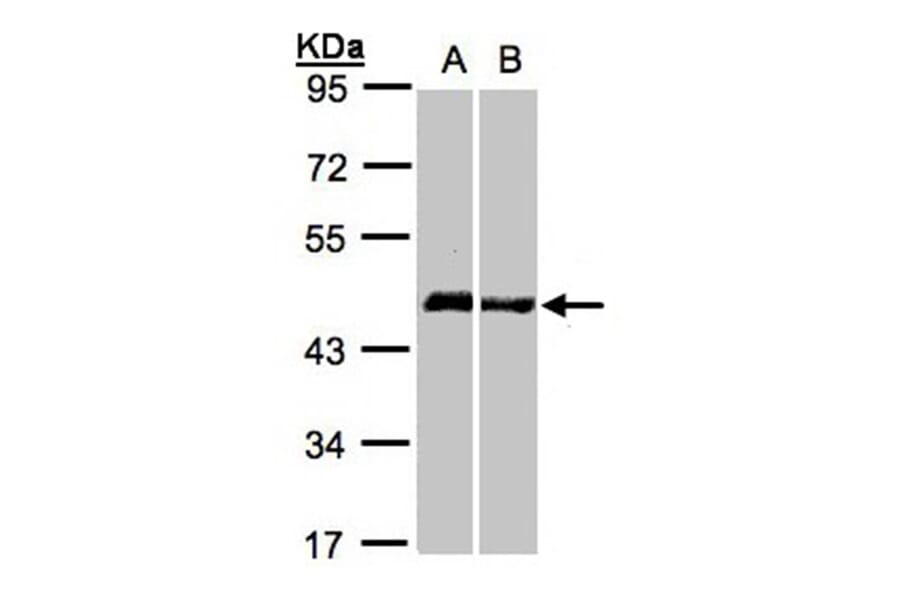 Homer-1b/c antibody from Signalway Antibody (23095) - Antibodies.com