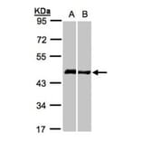 Homer-1b/c antibody from Signalway Antibody (23095) - Antibodies.com