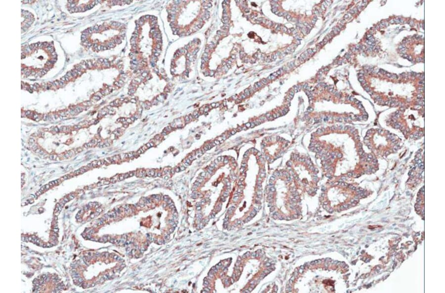 Immunohistochemistry - Homer-1b/c antibody from Signalway Antibody (23095) - Antibodies.com