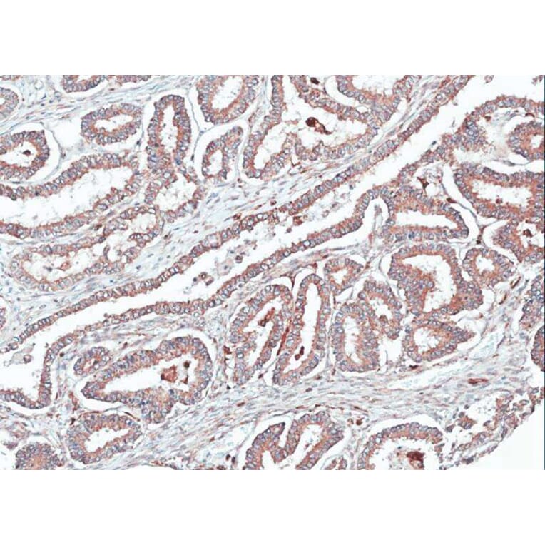 Immunohistochemistry - Homer-1b/c antibody from Signalway Antibody (23095) - Antibodies.com