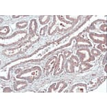 Immunohistochemistry - Homer-1b/c antibody from Signalway Antibody (23095) - Antibodies.com