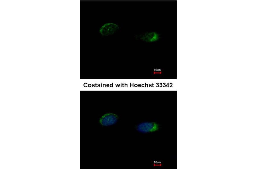 Immunofluorescence - Homer-1b/c antibody from Signalway Antibody (23095) - Antibodies.com