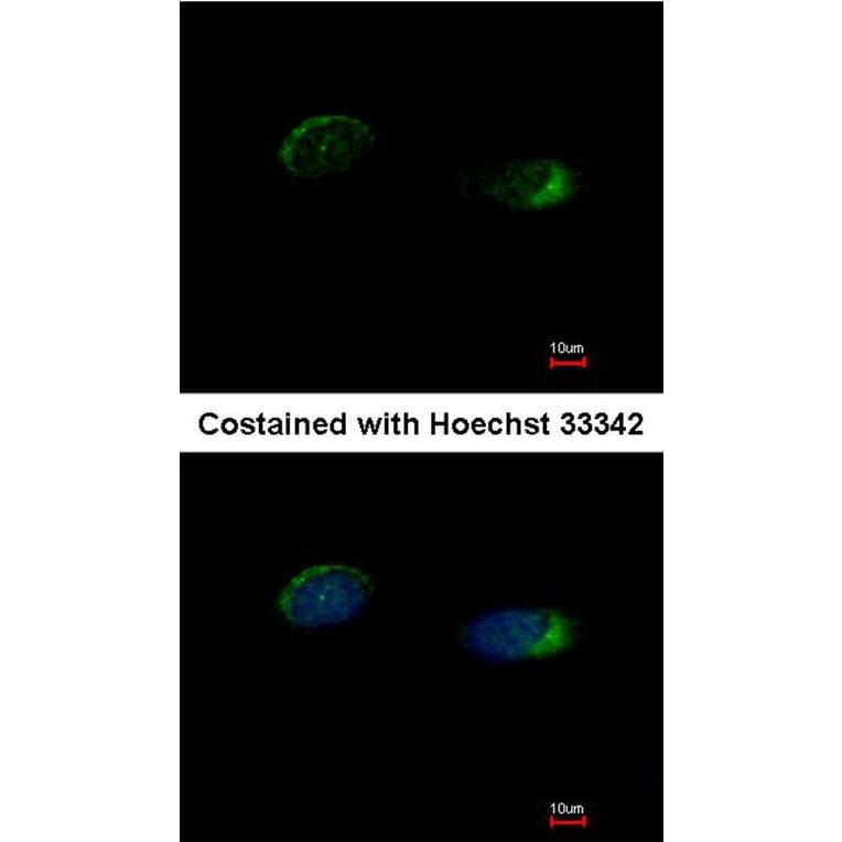 Immunofluorescence - Homer-1b/c antibody from Signalway Antibody (23095) - Antibodies.com
