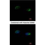 Immunofluorescence - Homer-1b/c antibody from Signalway Antibody (23095) - Antibodies.com