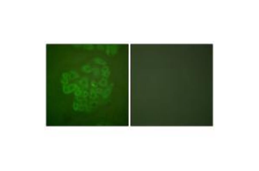 Immunofluorescence - GR (Ab-211) Antibody from Signalway Antibody (33123) - Antibodies.com