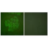 Immunofluorescence - GR (Ab-211) Antibody from Signalway Antibody (33123) - Antibodies.com