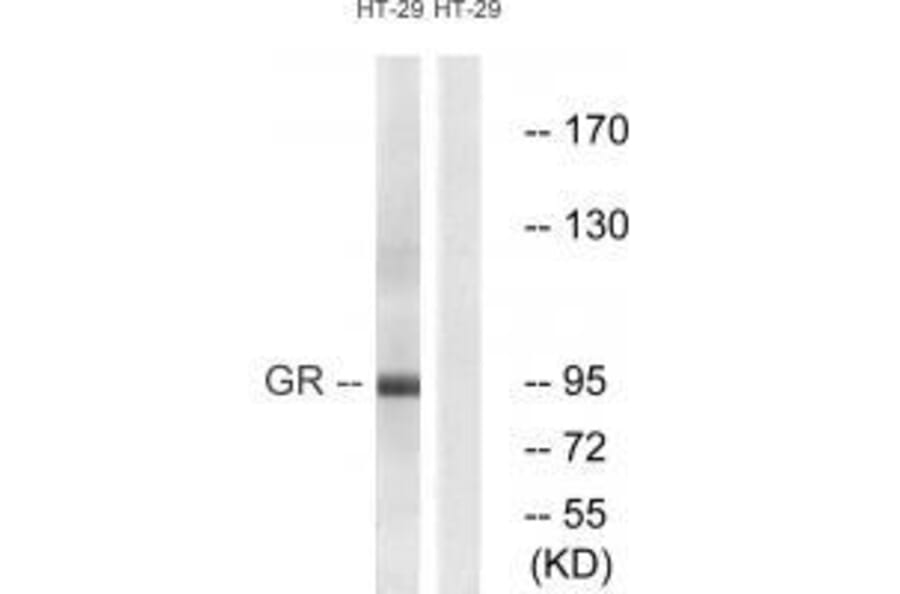 Western blot - GR (Ab-211) Antibody from Signalway Antibody (33123) - Antibodies.com