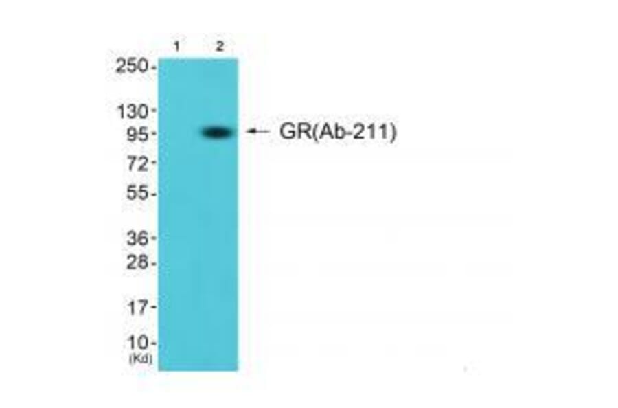 Western blot - GR (Ab-211) Antibody from Signalway Antibody (33123) - Antibodies.com